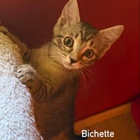 BICHETTE, chatte à adopter