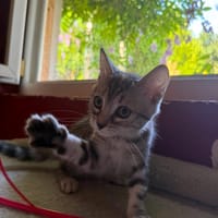 BENOU, chat à adopter