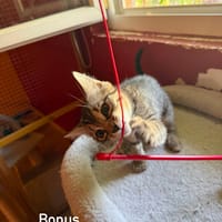 BONUS, chat à adopter