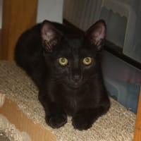 BRIOCHETTE, chatte à adopter