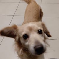 EVEREST PETIT CHIEN croisé, chien à adopter