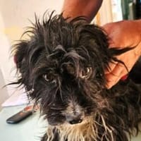 FINJA-zuckersüße, kleine Hündin, Hündin zur Adoption