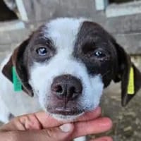 KHALANI-süße, freundliche Jung-Hündin, Hündin zur Adoption