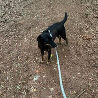 Nuts, mega liebe Mischlingshündin, Hündin zur Adoption