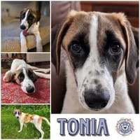 TONIA * sanftes Hundemädchen im Glück, Hündin zur Adoption