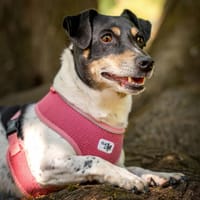 JACKY EMMA: Traumhündin sucht Traumzuhause, Hündin zur Adoption
