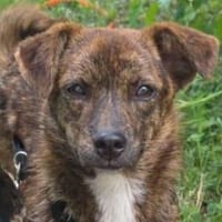 LOU ist eine zarte Maus, Hündin zur Adoption
