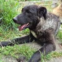 Lustige Betti sucht dich, Hündin zur Adoption