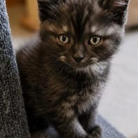 Katzenkind Thor, Kater zur Adoption