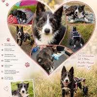 Folto ❤ kleine Kämpferin sucht Für-Immer-Zuhause, Hündin zur Adoption