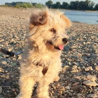 Krümel sucht ihren Kuchen, Hündin zur Adoption