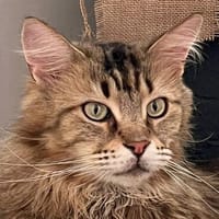 LUIS, sucht ein ruhiges Zuhause, Kater zur Adoption