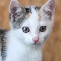 Katzenkind Zuri, Katze zur Adoption
