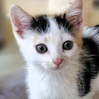 Katzenkind Zoey, Katze zur Adoption