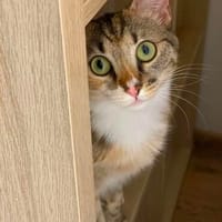 Riley & Maya suchen ihren Menschen, Katze zur Adoption