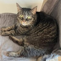 SILA: lustig, neugierig, verschmust, aufgeschlossen, Katze zur Adoption
