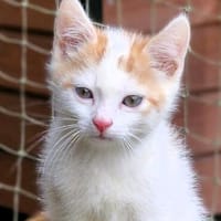 Katzenkind Zack, Kater zur Adoption