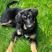 Anton sucht ihre Familie, Hund zur Adoption