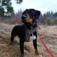 Kolt - Jagdterrier Mix, Hund zur Adoption