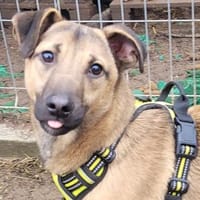 HEIKO,lustig,energisch,sehr anhänglich, Hund zur Adoption