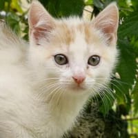 Katzenkind Zimti, Kater zur Adoption