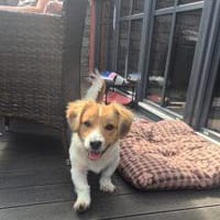 Duplo der süsse Purzel, Hund zur Adoption