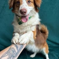 Clay- Hübscher Rüde sucht sein Plätzchen für immer!, Hund zur Adoption