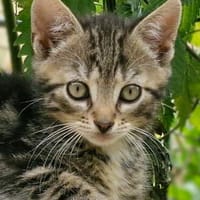 Katzenkind Mücke, Kater zur Adoption