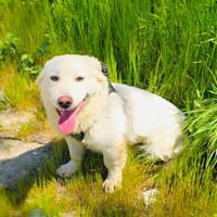 Super lieber Didko, Hund zur Adoption