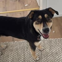aktiver, fröhlicher Aarne sucht seine Menschen, Hund zur Adoption