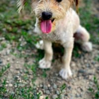 Der fabelhafte Bari, Hund zur Adoption