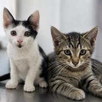 Kilian & Shyam suchen gemeinsam ihr Zuhause, Kater zur Adoption