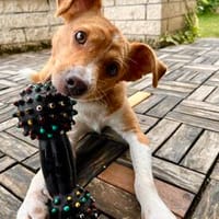 Herzenshund EMILIO 💙 sucht sein Für-immer-Zuhause, Hund zur Adoption