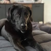 verschmuster und verspielter HUGO, Hund zur Adoption