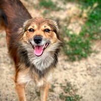 Sandy möchte geliebt werden, Hündin zur Adoption