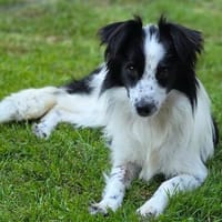 Hündin Patty  lustig, fröhlich, wasserbegeistert, Hündin zur Adoption