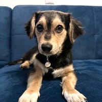 Malu 30 cm 5 Monate, Hündin zur Adoption