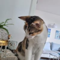 Liebe, junge Katze Lulu, Katze zur Adoption
