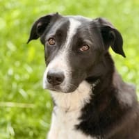 Ausgeglichener Taco wartet in 57439 Attendorn., Hund zur Adoption