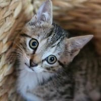 Katzenkind Motte, Katze zur Adoption