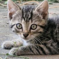 Katzenkind Floh, Kater zur Adoption