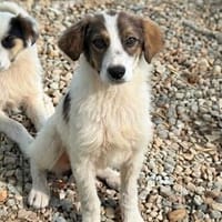 Fröhliche Dior 8 mon., Hündin zur Adoption