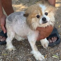 Doris sucht Sicherheit, Hündin zur Adoption