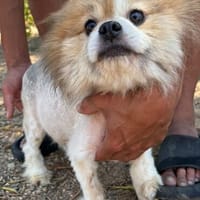 Doris sucht Sicherheit, Hündin zur Adoption
