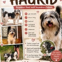 HAGRID, Mix, geb. 03/2019, Hund zur Adoption