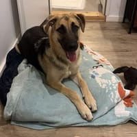 Verspielte Lucy sucht ihr Glück, Hündin zur Adoption