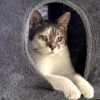 Lucio gibt nicht auf, Kater zur Adoption