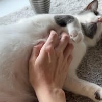 Möchten Sie Lauro aufnehmen?, Kater zur Adoption