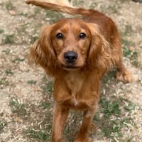 Badro CAA15648, chien à adopter