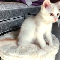 YMIR chez Nadia, chat à adopter
